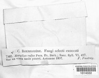 Phlebia rufa image